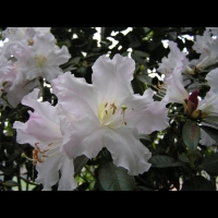 Rhododendron Ciliicalyx Franch (fam. Ericacees)(Chine (Yunnan))(02)